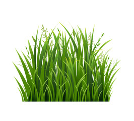 Green Grass And Isolated White background