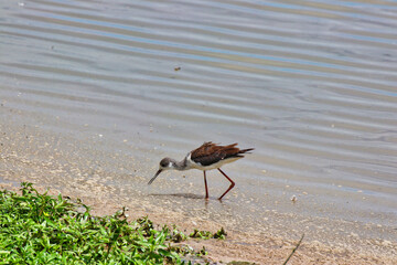 Black winged stilt looking for insects in the swamps and marshy areas of the Amboseli National park, Kenya