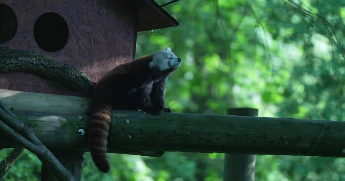 The video shows a red panda sitting on a tree branch. The red panda is facing to the left of the screen. It yawns, then scratches its face with its paw. The red panda has dark reddish brown fur with