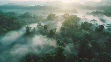 The Amazon rainforest in the morning is so natural - obrazy, fototapety, plakaty
