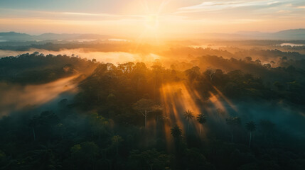 The Amazon rainforest in the morning is so natural