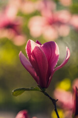 magnolia spring flowers