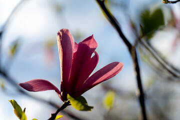 magnolia spring flowers - obrazy, fototapety, plakaty