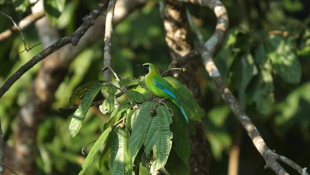 Vibrant green leafbird bird perched in natural habitat. Wildlife and biodiversity.