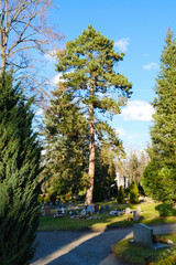 Pinus nigra austriaca Schwarzkiefer als Solitärbaum auf einem Friedhof