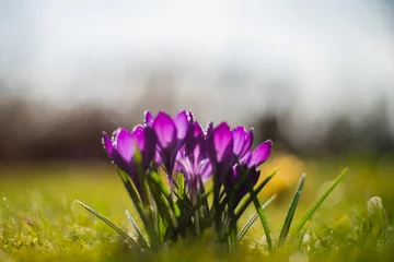 Stoff pro Meter spring flowers © Lukasz