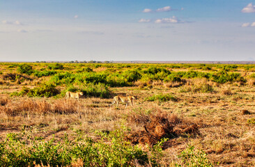 A Pair of Cheetahs on the hunt on the vast savanna plains against a bright blue sky in the Amboseli National Park, Kenya