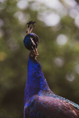 Close-up portrait of a peacock cleaning itself. Captures intricate details of the peacock’s...