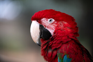 Beautiful parrots taken at a shallow depth of field to accentuate the bird and the colors of the birds. taken in a bird park in Johannesburg of South Africa