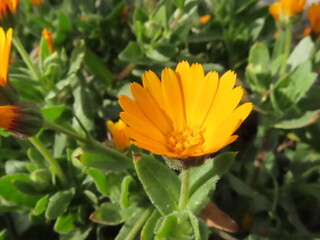 オレンジフラワー