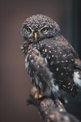 A grumpy small owl sitting on a branch in a bird park, not looking impressed at all. Staring at the tourists passing by being annoyed by them