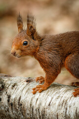 Red Squirrel (Sciurus vulgaris) in forest.