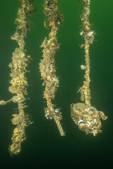 Fototapeta premium mussel farm underwater. shellfish grow on ropes suspended from the surface in the cold water of holland oosterschelde. the oesterdam is sea water controlled environment for seafood production