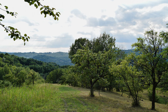 Green trees with a mountain view behind. Background image from Romania villages tree farms