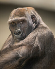 Young female western lowland gorilla looking over her shoulder
