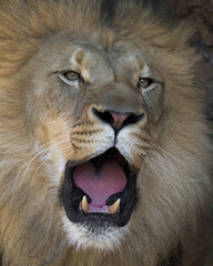 Close up headshot of adult male African lion roaring