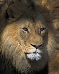 Close up headshot of adult male African lion