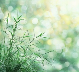 image of green grass and bokeh background, light green and light gray, light teal and light white