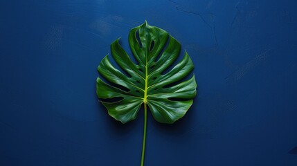 Single vibrant green Monstera deliciosa leaf against a dark blue textured background, emphasizing tropical beauty.