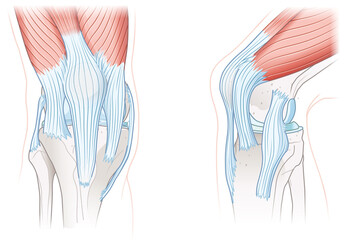 Obraz na płótnie Canvas Tendons of the knee, Anatomy. Illustration