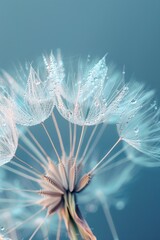 Dreamy dandelion macro photo