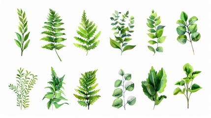 Vector designer elements set collection of green forest fern, tropical green eucalyptus greenery art foliage natural leaves herbs in watercolor style. Decorative beauty elegant illustration for design - obrazy, fototapety, plakaty