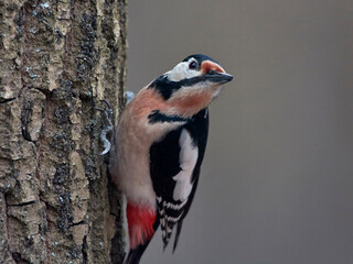 A large spotted woodpecker sits on a tree.