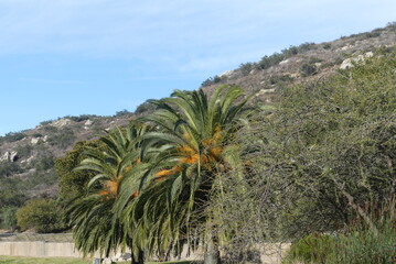Fototapeta na wymiar San Diego Safari Park landscape