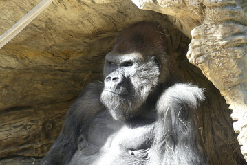 Gorilla at San Diego Safari Park - close up