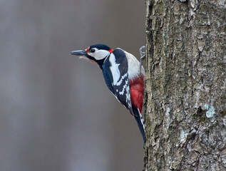 A large spotted woodpecker sits on a tree.