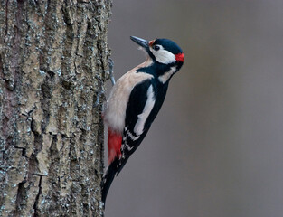 A large spotted woodpecker sits on a tree.