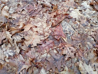 Texture of brown autumn fallen leaves. Leaves create a natural background. Forest backgrounds and textures from fallen oak leaves.