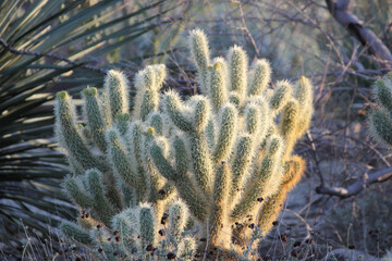 Cactus in Sonora Desert