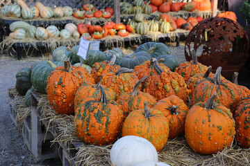 Pumpkins and Gourds at a Pumpkin Patch