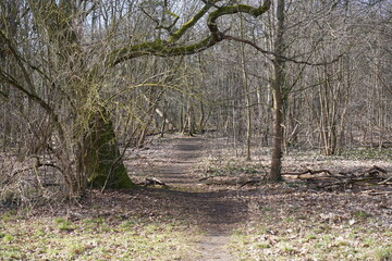 Wanderweg im Wald am Müggelsee in Berlin