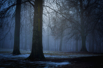 Ciemny las podczas mgły wieczór zło horror straszny mroczny klimat na helloween - obrazy, fototapety, plakaty