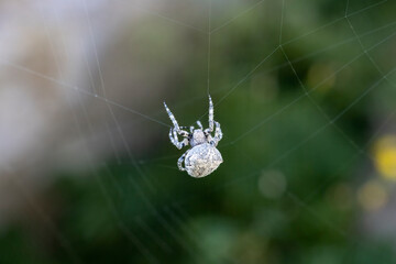 Spider spinning its web, araneus diadematus.
