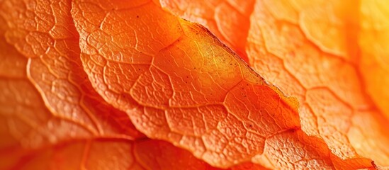 Fototapeta premium A detailed close up of a vibrant orange and yellow leaf, showcasing its intricate veins and colors. The leaf appears to be in the midst of changing colors during the summer sunset.
