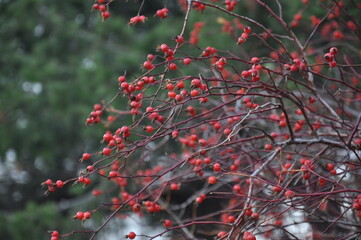 red berries in autumn