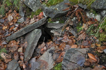 forest floor