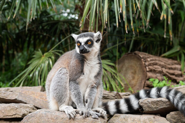 Ring-tailed Lemur Resting on Stone Surface