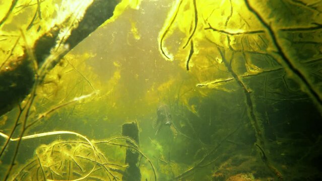 Northern pike in ditch with steep banks and algae