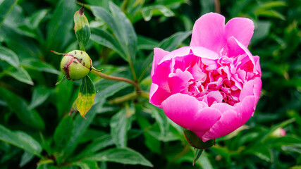 Blooming pink peony in the garden. Pink peony bud. Floral background. 