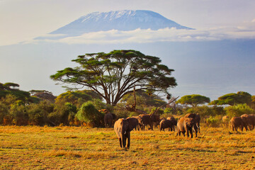 Quintessential African scene of Elephants on the move under the shadow of Africa's greatest mountain - Kilimanjaro at the Amboseli National park, Kenya