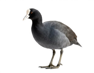 Obraz premium Blässhuhn isoliert auf weißem Hintergrund, Freisteller 