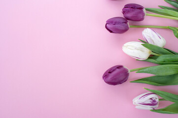 Fototapeta na wymiar Bright colorful flowers tulips lie on a pink background on the side. Top view flat. Place for text