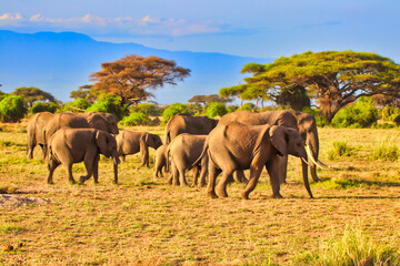 A group of elephants move over the dusty savanna plains of the Amboseli National park, Kenya