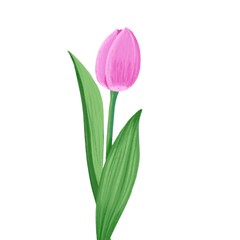 Spring flowers on white background. Rose tulips illustration. Simple flower decorative elements for cards. Easter decoration. Mother’s Day celebration 