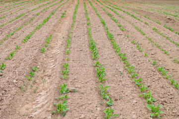 Fototapeta na wymiar Young Lettuce Plants in Organized Rows on Farm