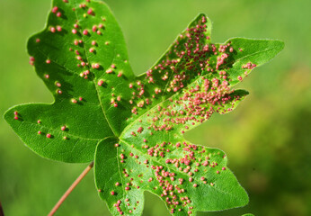 Aceria myriadeum is a species of mites in the family Eriophyidae and genus Aceria on the leaves of the field maple (Acer campestre).